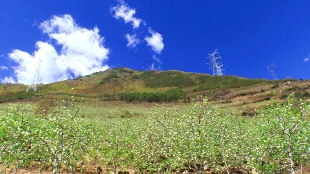 人间四月芳菲尽，苹果花开正当时