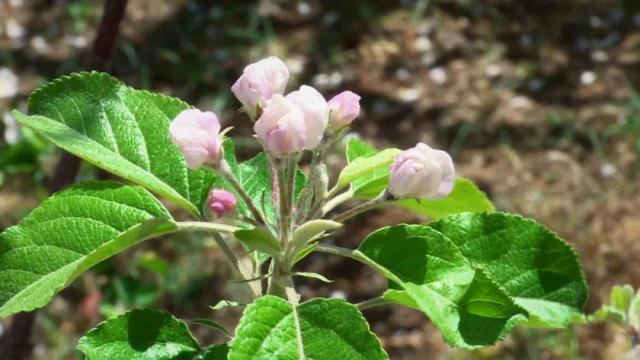 人间四月芳菲尽，苹果花开正当时