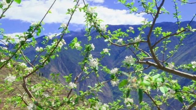 人间四月芳菲尽，苹果花开正当时