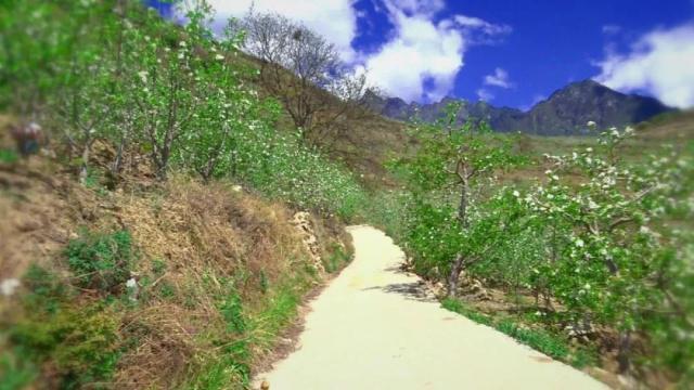 人间四月芳菲尽，苹果花开正当时