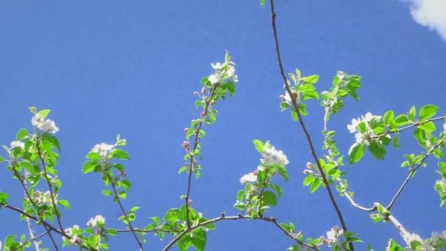 人间四月芳菲尽，苹果花开正当时