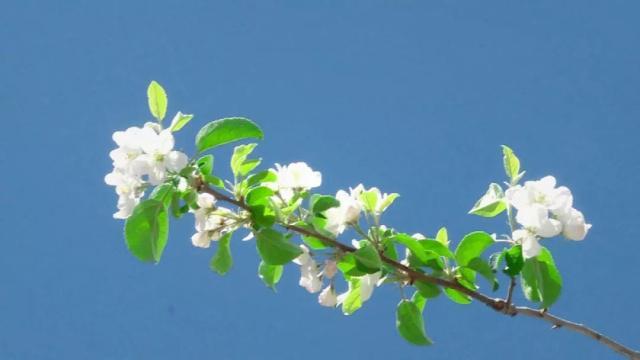 人间四月芳菲尽，苹果花开正当时