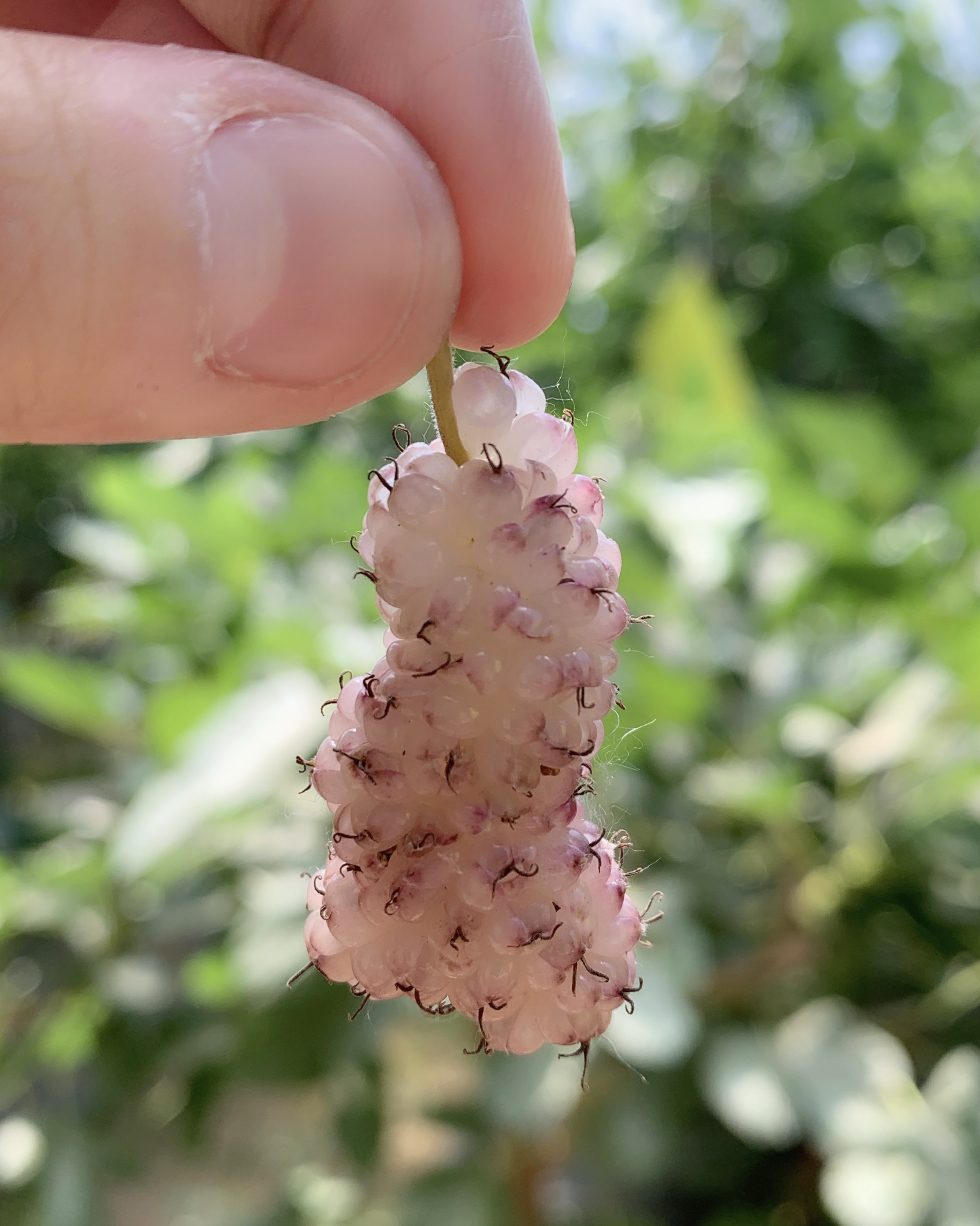 这桑葚怎么是白色的?尝起来还有香甜奶味