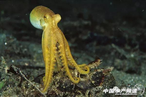 如何区分章鱼,鱿鱼,墨鱼和乌贼?