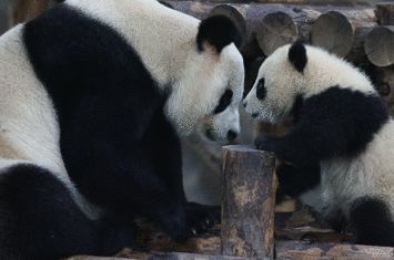 去处｜你真的知道怎么玩转上海野生动物园吗？最全指南在这里！