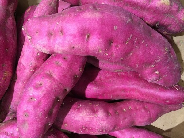 地瓜的功效与作用(盘点地瓜对身体5大好处)