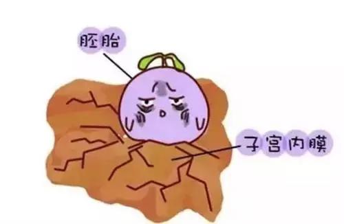 试管婴儿中，这四类女性，胚胎移植的成功率非常高！