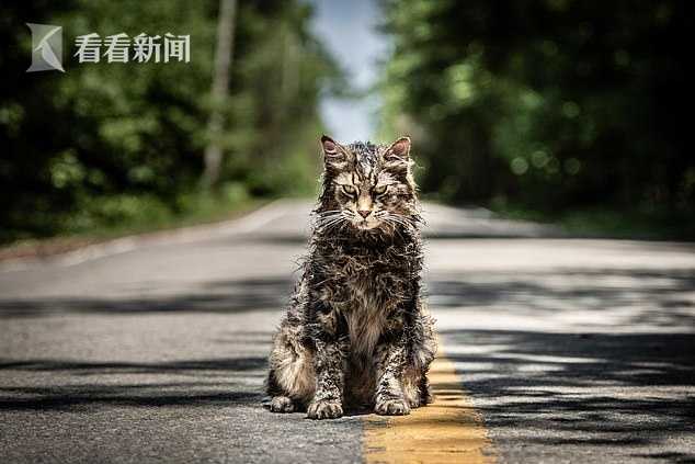 小猫出演恐怖片《宠物坟场》上映一月后突然死去 死因未对外公布