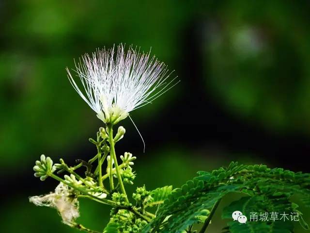 合欢｜自在飞花轻似梦