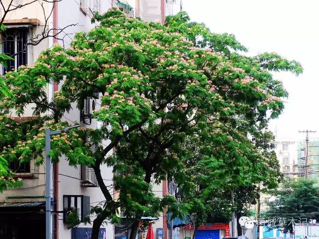 合欢｜自在飞花轻似梦