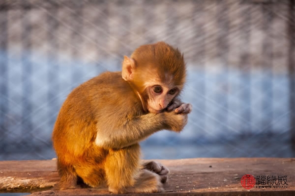 92年属猴和93年属鸡婚姻如何?需要彼此包容对方_达一风水网