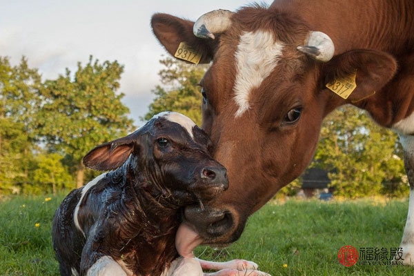 属牛生肖配对姻缘 属牛和属猪的婚姻怎么样 - 时代开运网