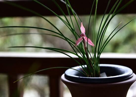 兰花花语象征与寓意（兰花的六种寓意及价值）