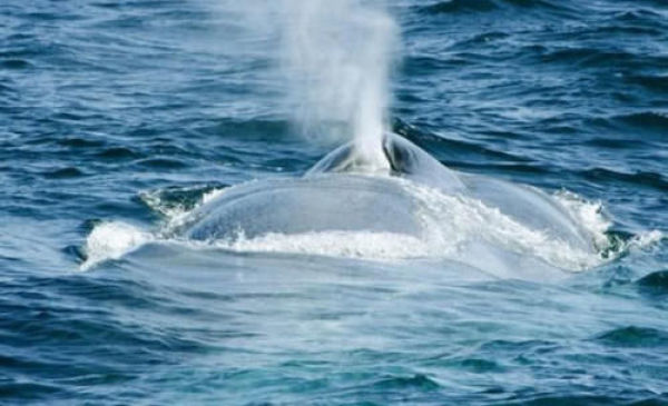 蓝鲸，这个星球上最大的生物，我们还能在见到它吗？