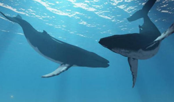 蓝鲸，这个星球上最大的生物，我们还能在见到它吗？