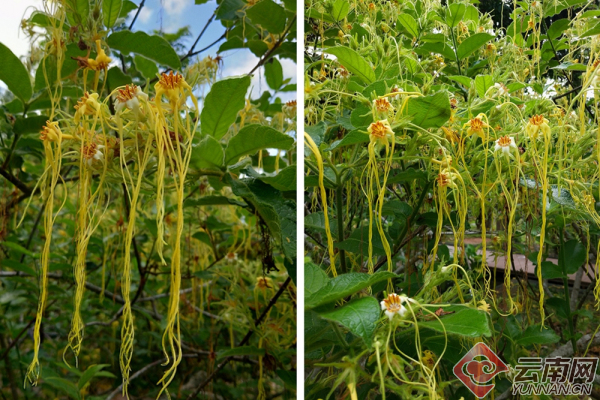 羊角拗介绍与图片（到版纳植物园欣赏箭毒羊角拗）