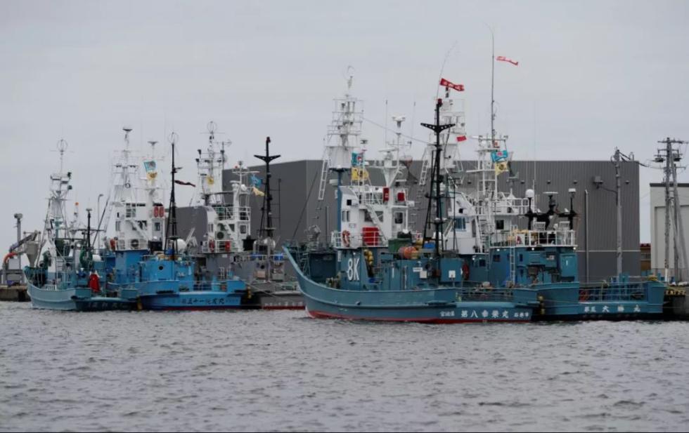 非吃不可？日本恢复捕鲸，大批鲸肉积压却无人问津