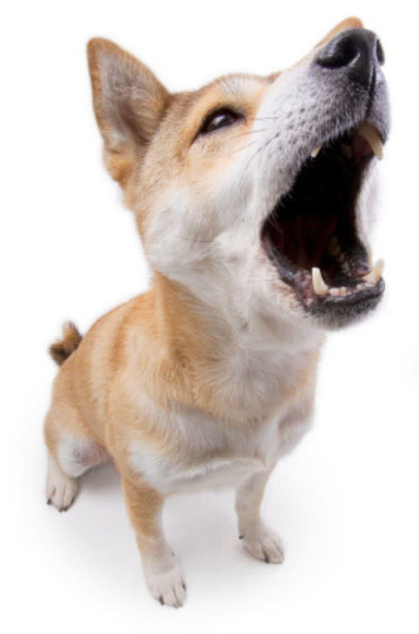 狗狗的叫声扰民怎么办(狗叫扰民) - 情书号