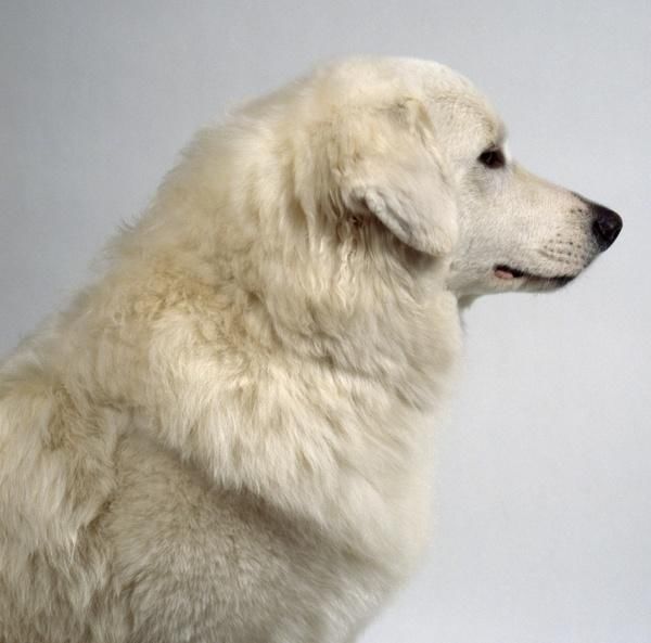 狗狗拉肚子怎么办