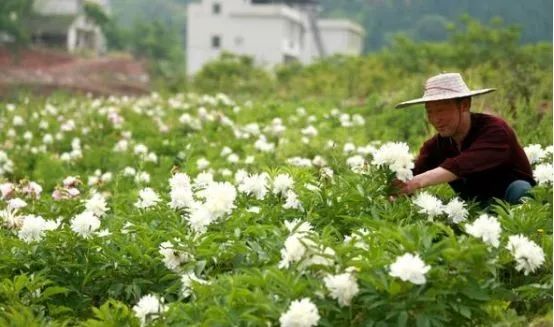 欧冠迪和御竹驱虫药哪个好(下一个农业灾难——中药材的大规模种植)