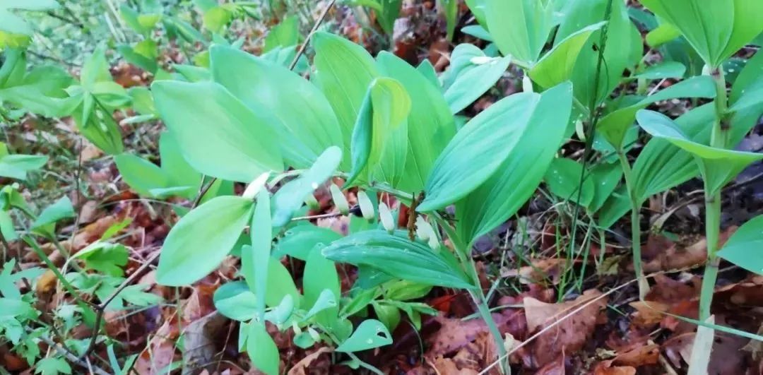 欧冠迪和御竹驱虫药哪个好(下一个农业灾难——中药材的大规模种植)