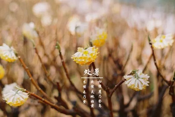 处暑节气的含义是什么