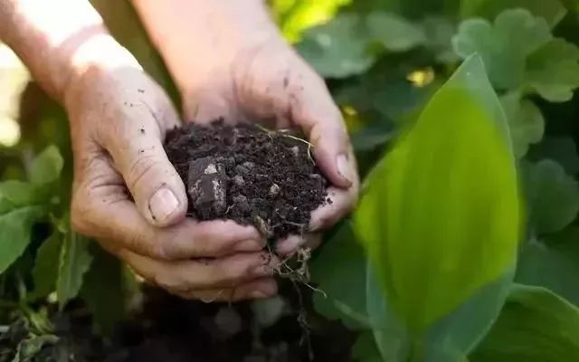 意甲肥料是哪个球队(注意！羊粪并不适合直接做肥料)