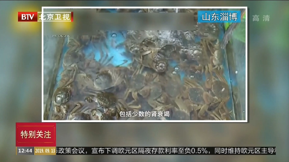 螃蟹吃多了会怎么样(螃蟹吃什么食物好养活)