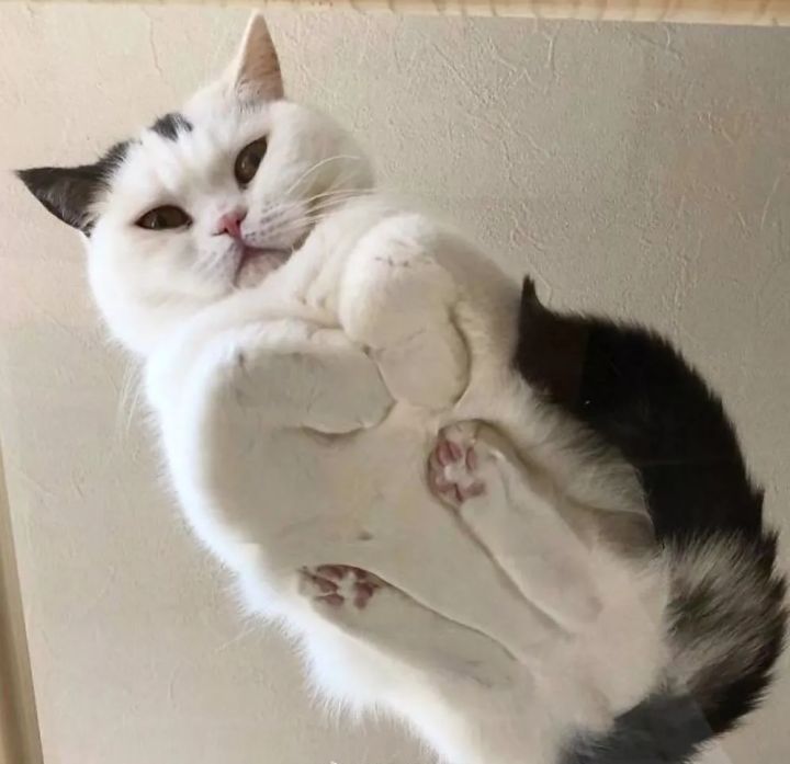 猫咪揣手透视图再就是,"东北揣"说明猫咪对所处环境是完全信任的,因为