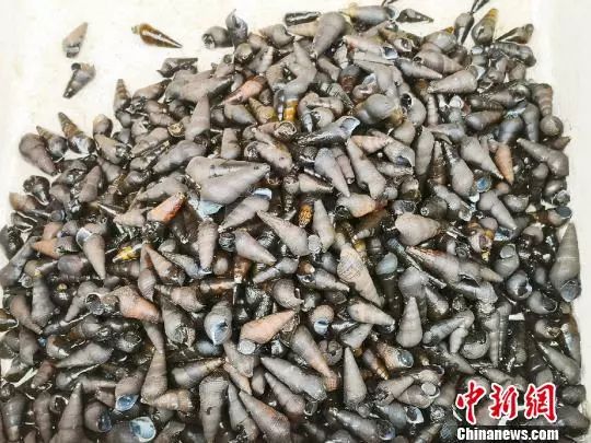 鲜、爽、香！台山人用山坑螺烹出好滋味