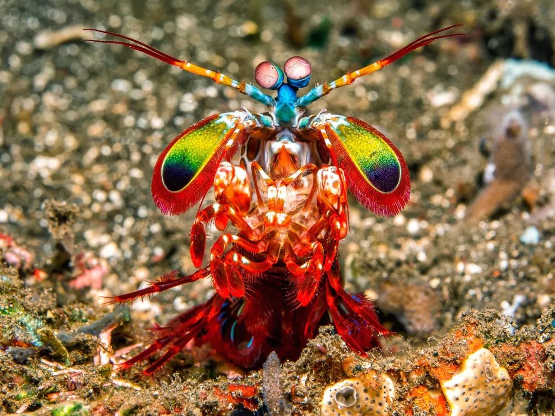 雀尾螳螂虾摄影作品图片