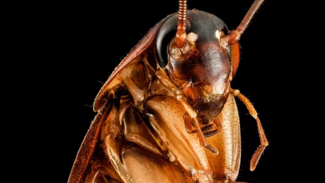 为什么平时打蟑螂很难打到？蟑螂对风速敏感-第3张图片