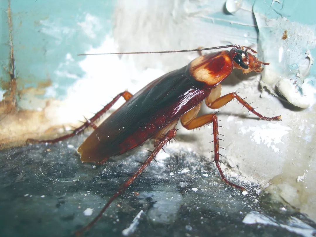 为什么平时打蟑螂很难打到？蟑螂对风速敏感-第5张图片