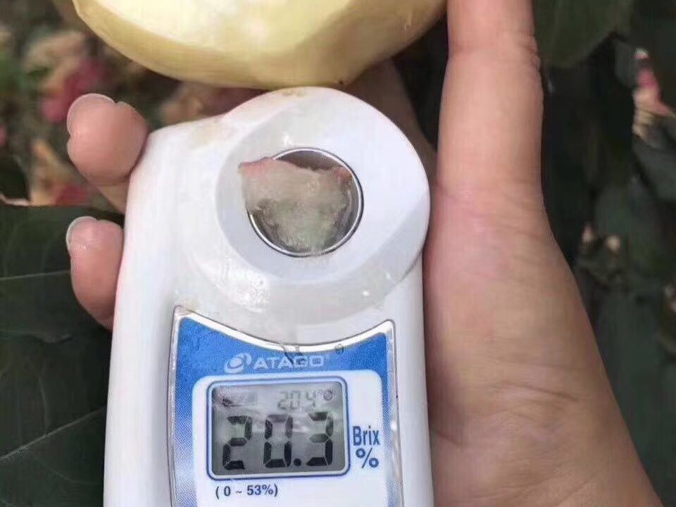 金秋紅蜜桃,金秋紅蜜桃品種介紹