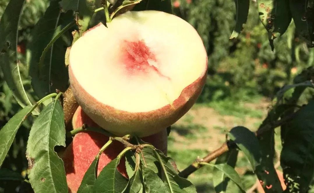 金秋紅蜜桃,金秋紅蜜桃品種介紹