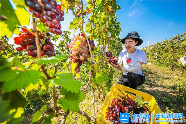 “假日小镇”走起！看文登这个镇这样发展休闲农业