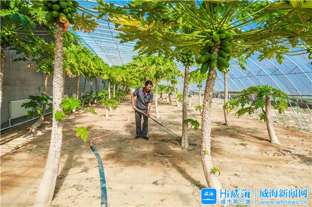 “假日小镇”走起！看文登这个镇这样发展休闲农业