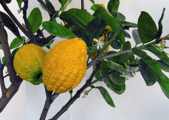 吃货指南？《植物大战僵尸》新作植物好吃程度排名