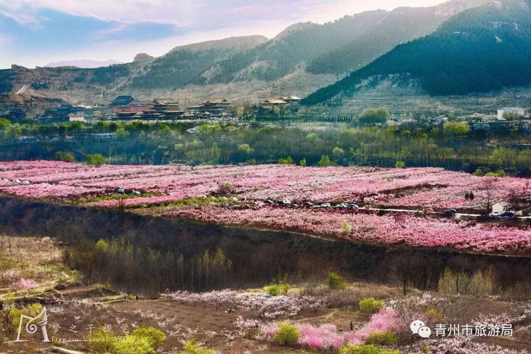 “东风洒雨露，繁花漫古城”究竟是怎样的一种美？来青州吧，答案就在这里