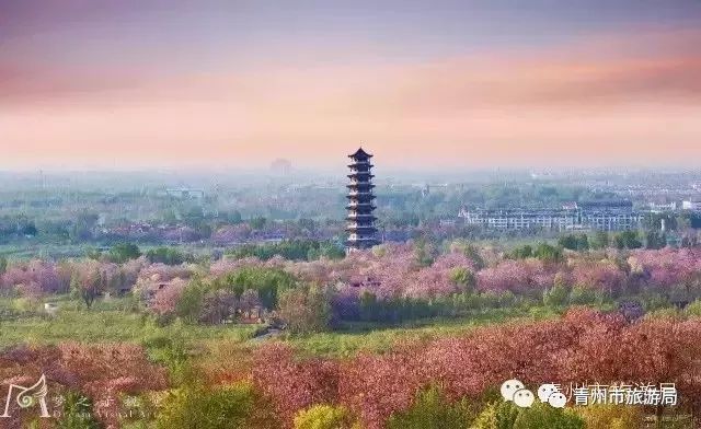 “东风洒雨露，繁花漫古城”究竟是怎样的一种美？来青州吧，答案就在这里