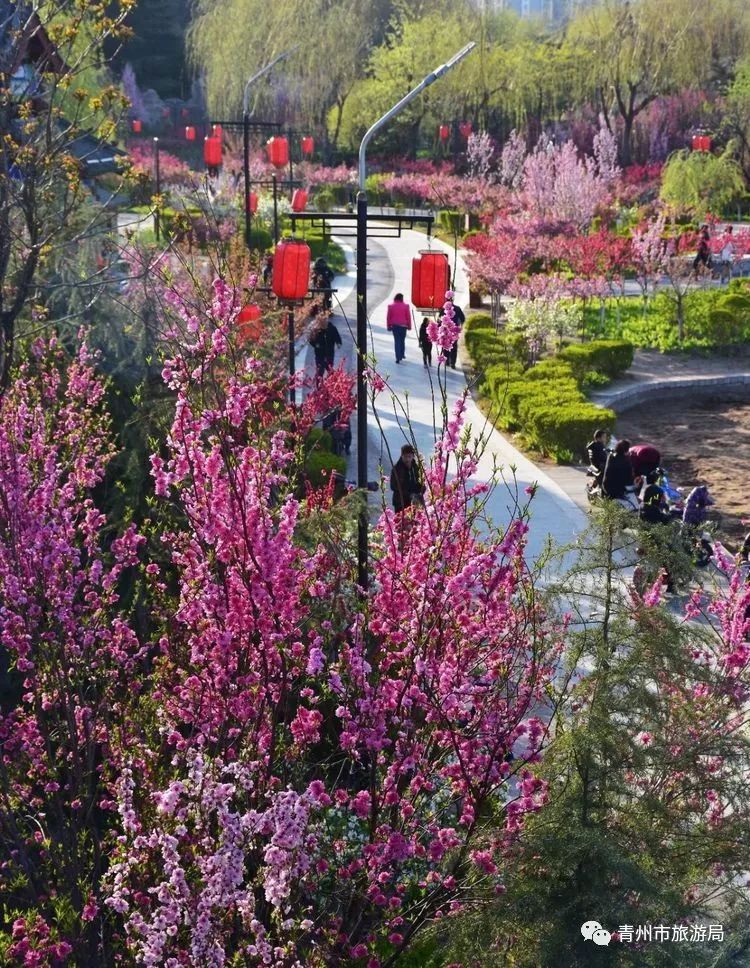 “东风洒雨露，繁花漫古城”究竟是怎样的一种美？来青州吧，答案就在这里