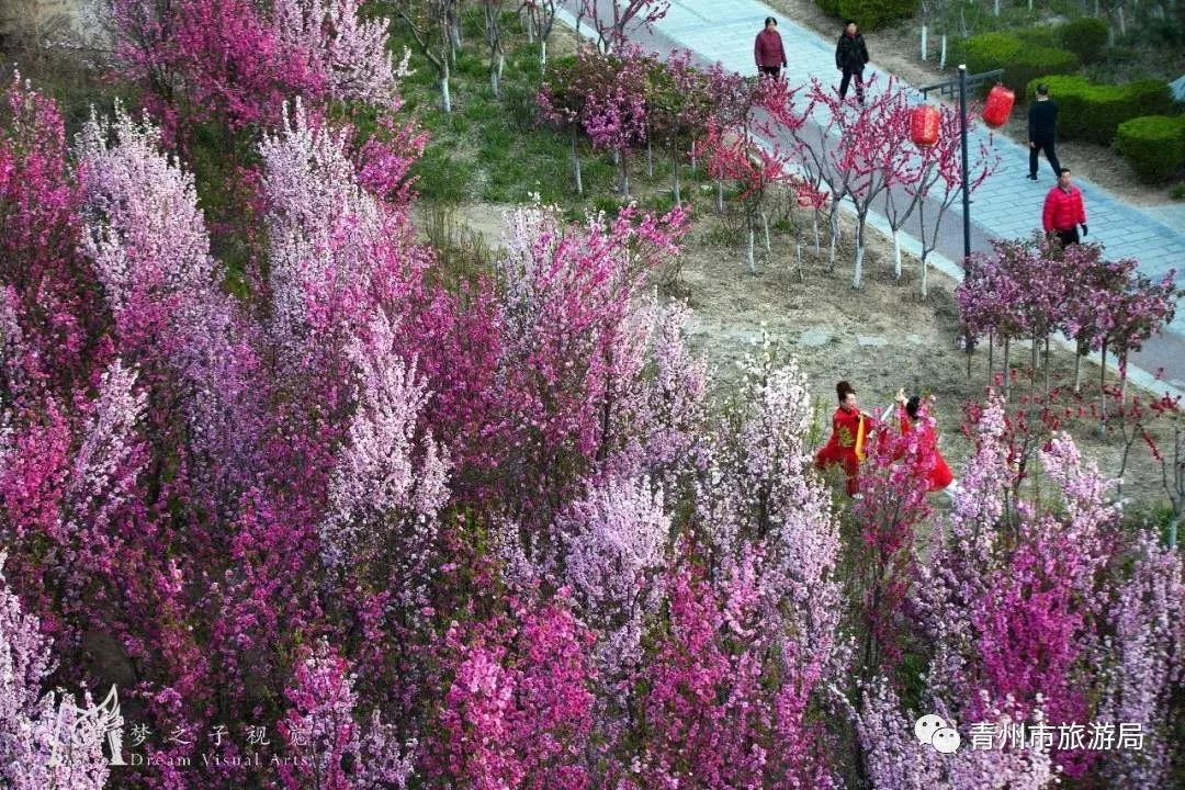 “东风洒雨露，繁花漫古城”究竟是怎样的一种美？来青州吧，答案就在这里