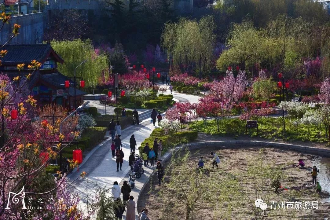 “东风洒雨露，繁花漫古城”究竟是怎样的一种美？来青州吧，答案就在这里