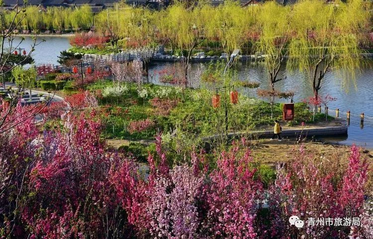 “东风洒雨露，繁花漫古城”究竟是怎样的一种美？来青州吧，答案就在这里