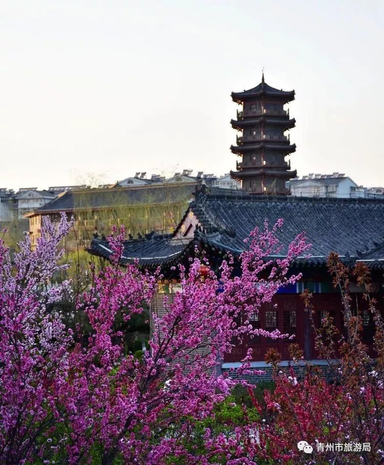 “东风洒雨露，繁花漫古城”究竟是怎样的一种美？来青州吧，答案就在这里