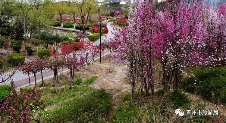 “东风洒雨露，繁花漫古城”究竟是怎样的一种美？来青州吧，答案就在这里