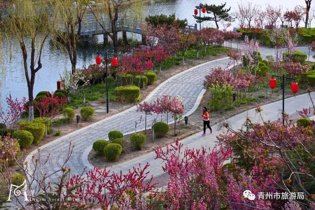 “东风洒雨露，繁花漫古城”究竟是怎样的一种美？来青州吧，答案就在这里