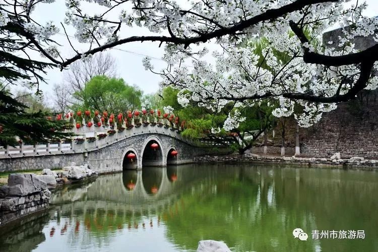 “东风洒雨露，繁花漫古城”究竟是怎样的一种美？来青州吧，答案就在这里