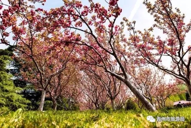 “东风洒雨露，繁花漫古城”究竟是怎样的一种美？来青州吧，答案就在这里