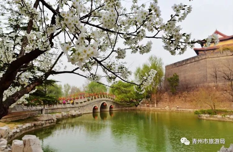 “东风洒雨露，繁花漫古城”究竟是怎样的一种美？来青州吧，答案就在这里